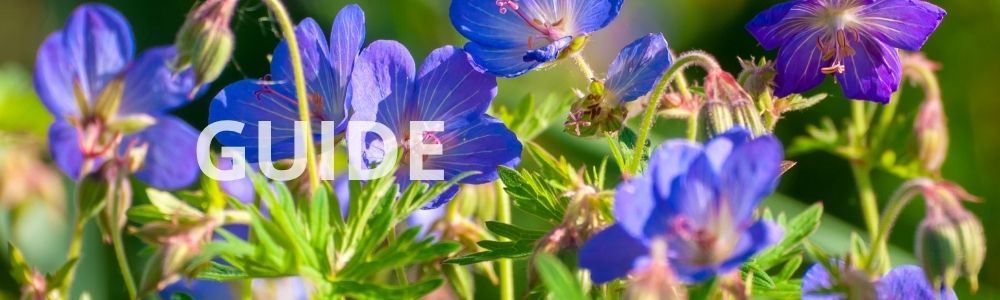 Guide: kan man plante stauder i november?