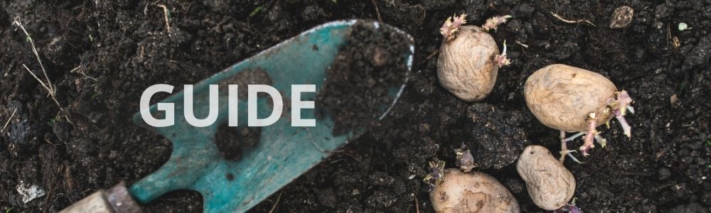 Sådan lægger du kartofler: Komplet guide