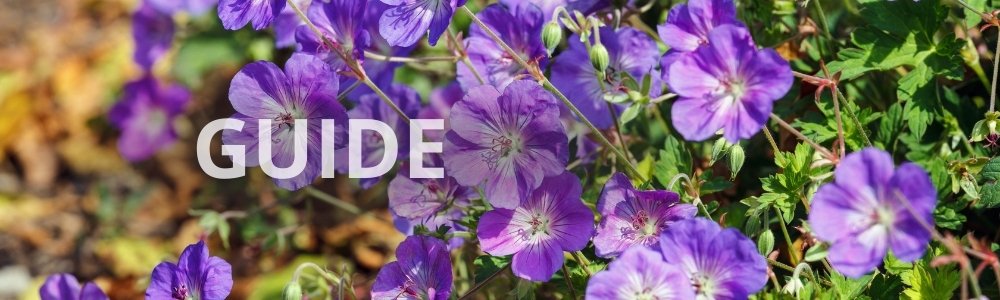 GUIDE: Lave stauder med lang blomstringstid