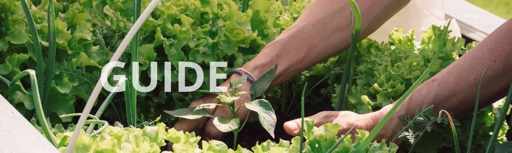 Plante grøntsager i højbed - guide