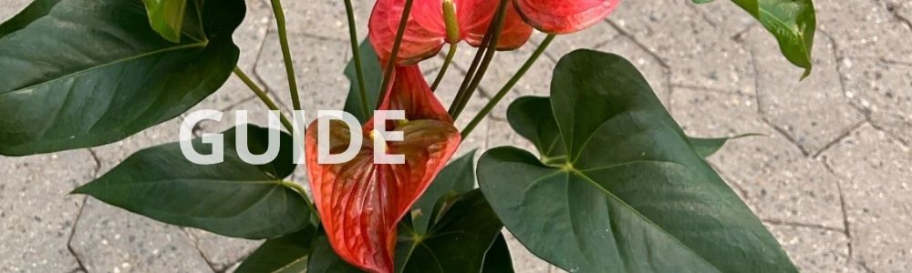 Pasning og pleje af Anthurium - Fattigmands Orkide