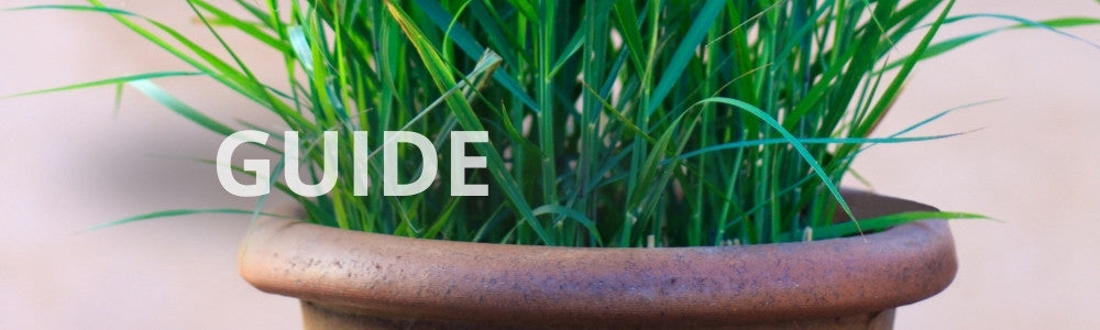 GUIDE: prydgræs til krukker
