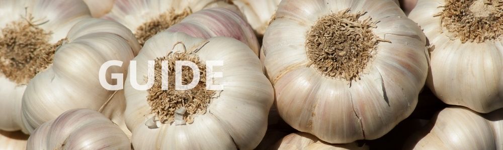 Guide: Sådan får du mest ud af dine sættehvidløg