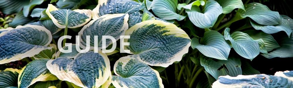 Sådan får du succes med Hosta i haven