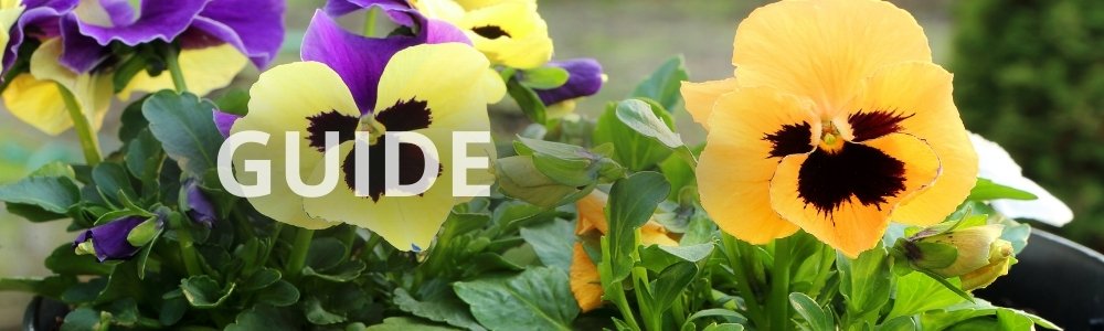 GUIDE: sommerblomster i krukker - tips til valg, plantning og pleje