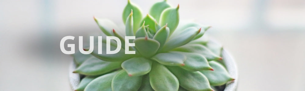 Guide til stueplanter der kan tåle meget sol