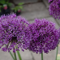 Smukke Allium - fra prydløg