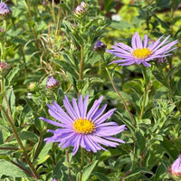Asters