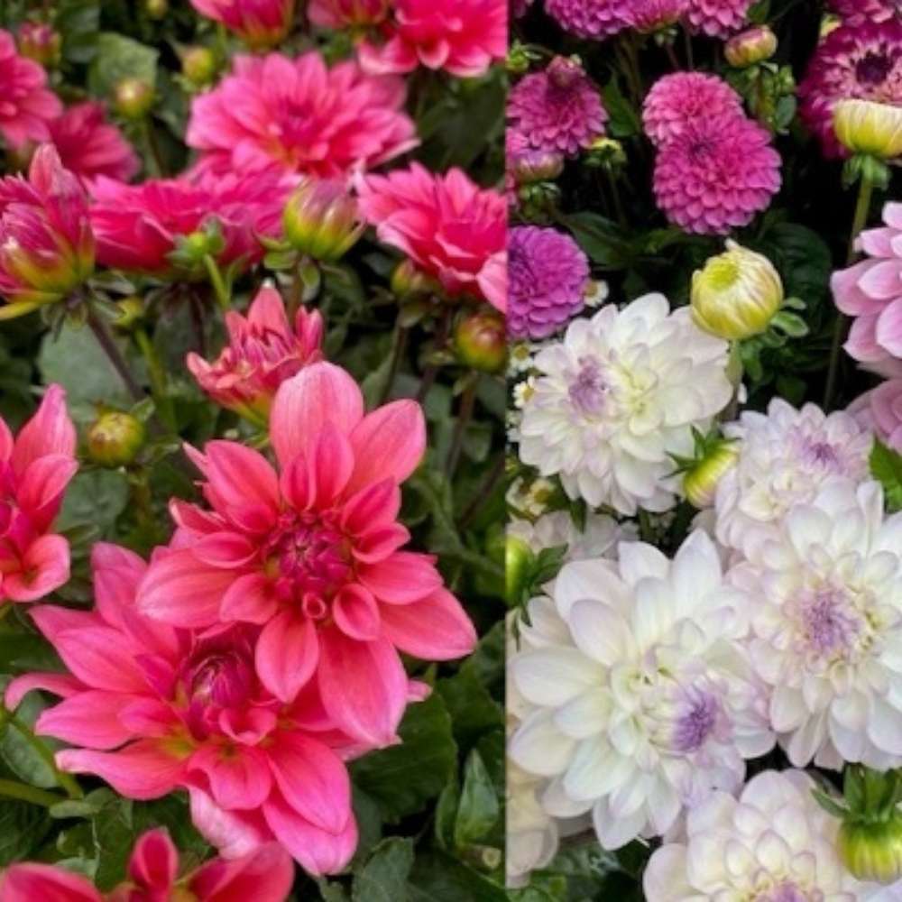 Blomsterløg