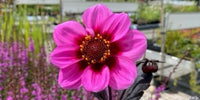 Smuk Dahlia fra Dahlia knolde, du kan plante i din have