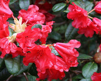 Dværg rhododendron Scarlet Wonder - en af mange Dværgrhododendron til haven, du finder ved Hobby Haven
