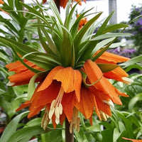 Frittallaria med orange blomster