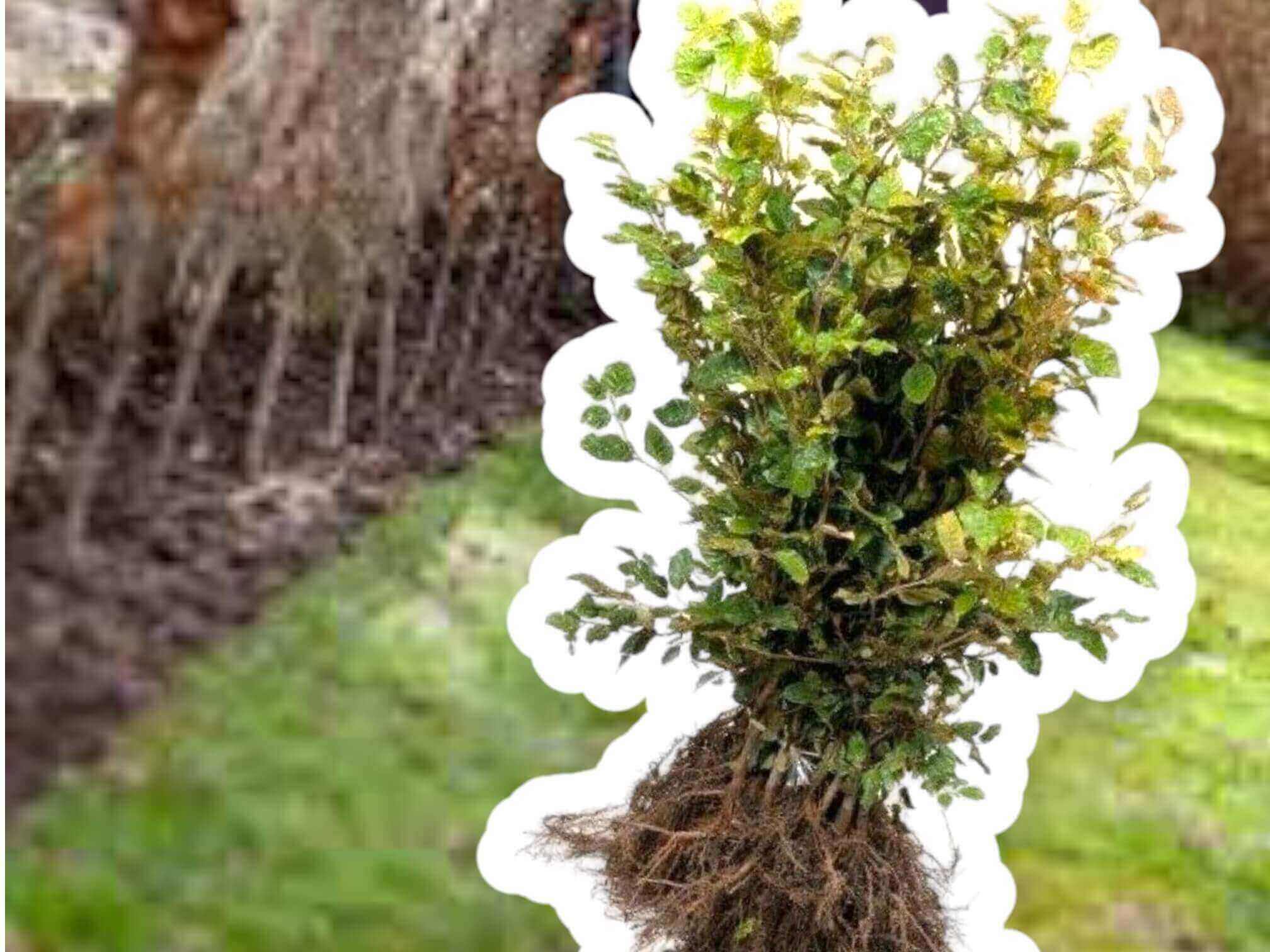 Hækplante til haven af dansk planteskole kvalitet 