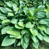 Hosta til haven