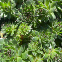 Stenbedsplanter