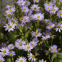 Japansk asters til haven fra Hobby Haven