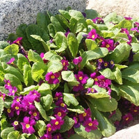 Primula til haven
