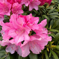 Rhododendron til haven