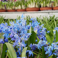 Scilla fra snepryd løg med blå blomster og grønne blade