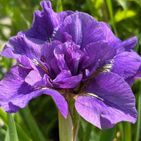 Smuk lilla iris ´Having Fun´ til haven