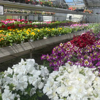 Sommerblomster til dine krukker og have