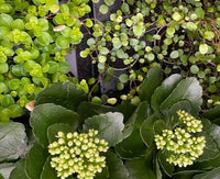 Flotte stueplanter fra Hobby Haven til dit hjem