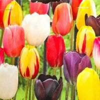 Blomsterløg mix til plantning i haven