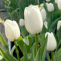 Smukke tulipaner fra tulipanløg