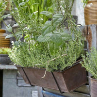 Altankasser til planter og urter