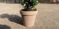 Flot Vulcano lerpotte i have med grøn plante 
