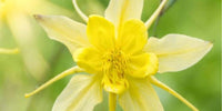 Smuk akeleje staude med gule blomster, ideel til at tilføre farve og elegance i haven – et udvalg af akeleje stauder fra Hobby Haven.
