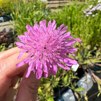 Blåhat staude til haven