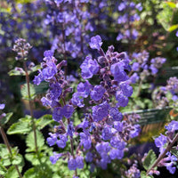 Blåkant staude til haven