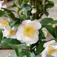 Alle surbundsplanter