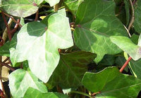 Efeu (også kendt som Hedera), som er en populær stedsegrøn bunddækkeplante