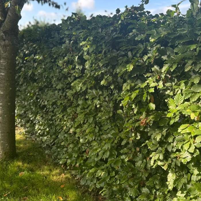 Hækplanter til haven