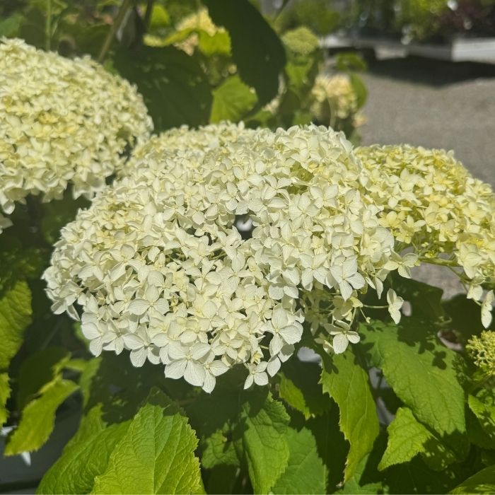 Hortensia til haven - klar til plantning