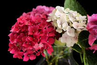 Smukke hortensia til haven fra Hobby Haven