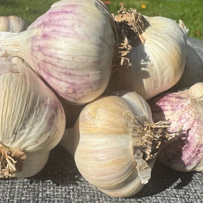 sættehvidløg - plant hvidløg i din have