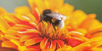 Blomst i haven med insekt i. Fra blomsterfrø fra Hobby Haven
