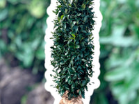 Laurbærkirsebær, også kendt som kirsebærlaurbær med det botaniske navn Prunus laurocerasus, er en eviggrøn busk perfekt egnet som hækplante med sin tætte og oprejste vækst.