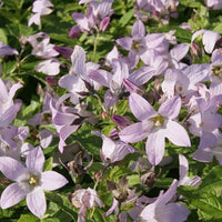 Klokkeblomst til haven fra Hobby Haven