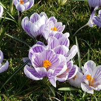Krokus fra krokusløg