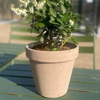 Krukkeplanter