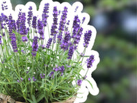 Lavendel til haven