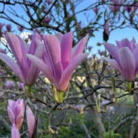 Magnolia til haven