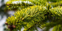 Nordmannsgran juletræ fra Hobby Haven i Aarhus