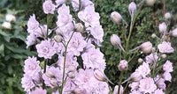 Ridderspore til haven med smukke hvide blomster. En af de mange farverige stauder fra Hobby Havenige 
