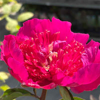 Smuk Silkepæon til haven