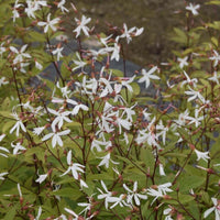 Sommerfugleblomst til haven. En af mange stauder fra Hobby Haven